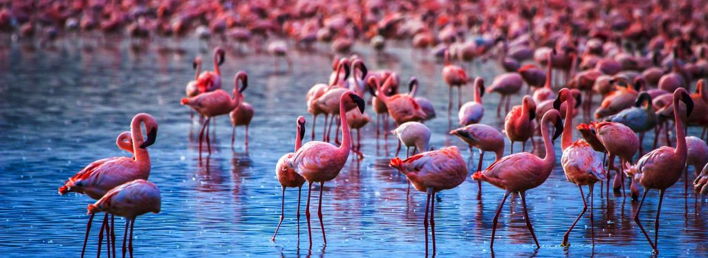 Panoramic view of Lake Manyara National Park
