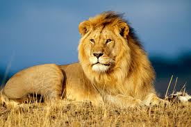 lion