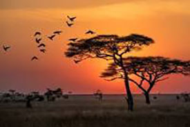 Serengeti National Park - Great Migration, Tanzania